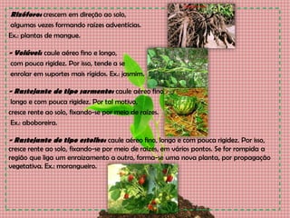 Rizóforo: crescem em direção ao solo,
algumas vezes formando raízes adventícias.
Ex.: plantas de mangue.
- Volúvel: caule aéreo fino e longo,
com pouca rigidez. Por isso, tende a se
enrolar em suportes mais rígidos. Ex.: jasmim.
- Rastejante do tipo sarmento: caule aéreo fino,
longo e com pouca rigidez. Por tal motivo,
cresce rente ao solo, fixando-se por meio de raízes.
Ex.: aboboreira.
- Rastejante do tipo estolho: caule aéreo fino, longo e com pouca rigidez. Por isso,
cresce rente ao solo, fixando-se por meio de raízes, em vários pontos. Se for rompida a
região que liga um enraizamento a outro, forma-se uma nova planta, por propagação
vegetativa. Ex.: morangueiro.
 