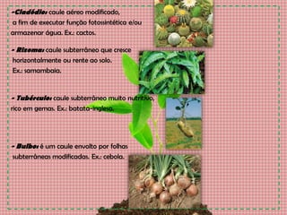 -Cladódio: caule aéreo modificado,
a fim de executar função fotossintética e/ou
armazenar água. Ex.: cactos.
- Rizoma: caule subterrâneo que cresce
horizontalmente ou rente ao solo.
Ex.: samambaia.
- Tubérculo: caule subterrâneo muito nutritivo,
rico em gemas. Ex.: batata-inglesa.
- Bulbo: é um caule envolto por folhas
subterrâneas modificadas. Ex.: cebola.
 