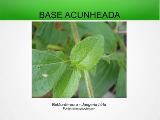 BASE ACUNHEADA
Botão-de-ouro - Jaegeria hirta
Fonte: sites.google.com
 