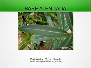 BASE ATENUADA
Espirradeira - Nerium oleander
Fonte: plantas-ornamentais.blogspot.com
 