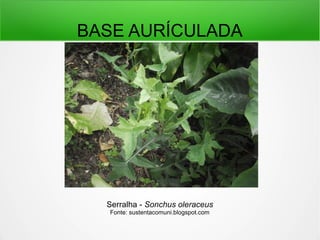 BASE AURÍCULADA
Serralha - Sonchus oleraceus
Fonte: sustentacomuni.blogspot.com
 