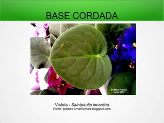 BASE CORDADA
Violeta - Saintpaulia ionantha
Fonte: plantas-ornamentais.blogspot.com
 