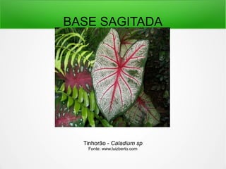 BASE SAGITADA
Tinhorão - Caladium sp
Fonte: www.luizberto.com
 