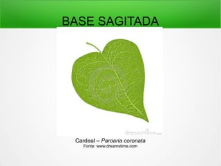 BASE SAGITADA
Cardeal – Paroaria coronata
Fonte: www.dreamstime.com
 