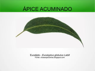 ÁPICE ACUMINADO
Eucalipto - Eucalyptus globulus Labill
Fonte: chasespeciarias.blogspot.com
 