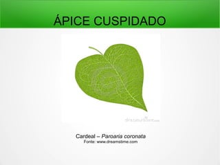 ÁPICE CUSPIDADO
Cardeal – Paroaria coronata
Fonte: www.dreamstime.com
 