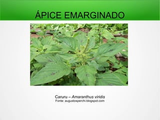 ÁPICE EMARGINADO
Caruru – Amaranthus viridis
Fonte: augustosperchi.blogspot.com
 