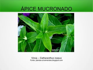 ÁPICE MUCRONADO
Vinca – Catharanthus roseus
Fonte: plantas-ornamentais.blogspot.com
 