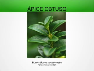 ÁPICE OBTUSO
Buxo – Buxus sempervirens
Fonte: www.havenyt.dk
 