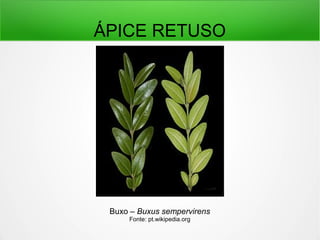 ÁPICE RETUSO
Buxo – Buxus sempervirens
Fonte: pt.wikipedia.org
 