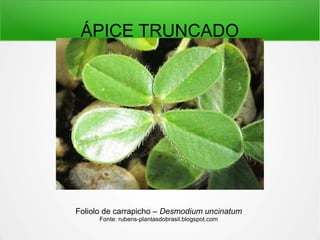ÁPICE TRUNCADO
Foliolo de carrapicho – Desmodium uncinatum
Fonte: rubens-plantasdobrasil.blogspot.com
 