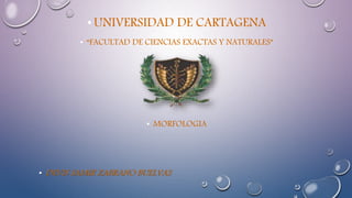 •UNIVERSIDAD DE CARTAGENA
• “FACULTAD DE CIENCIAS EXACTAS Y NATURALES”
• MORFOLOGIA
• DEVIS SAMIR ZABRANO BUELVAS
 