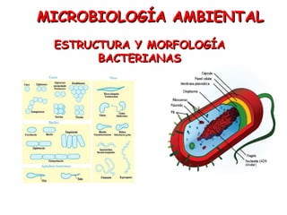 ESTRUCTURA Y MORFOLOGÍAESTRUCTURA Y MORFOLOGÍA
BACTERIANASBACTERIANAS
MICROBIOLOGÍA AMBIENTALMICROBIOLOGÍA AMBIENTAL
 