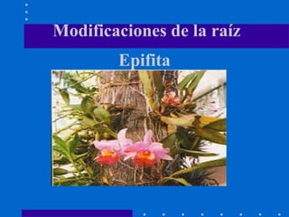 Modificaciones de la raíz
Epifita
 