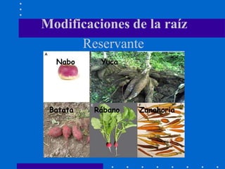 Modificaciones de la raíz
Reservante
Batata Rábano Zanahoria
Nabo Yuca
 
