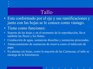 Tallo
• Esta conformado por el eje y sus ramificaciones y
junto con las hojas se le conoce como vástago.
• Tiene como funciones:
• Soporte de las hojas y en el momento de la reproducción, lleva
también las flores y los frutos.
• Conducción de agua, sustancias disueltas y sustancias procesadas.
• Almacenamiento de sustancias de reserva como el tubérculo de
papa.
• En plantas sin hojas, como la mayoría de las Cactaceae, el tallo se
encarga de la fotosíntesis.
 