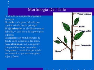 Morfología Del Tallo
En el tallo de una planta se pueden
distinguir:
El cuello: es la parte del tallo que
continúa desde la raíz principal.
El eje primario: es el cilindro central
del tallo, el cual sirve de soporte para
la planta.
Los nudos: son protuberancias de
donde salen las ramas o las hojas,
Los entrenudos: son los espacios
comprendidos entre dos nudos
Las yemas: constituidas por tejido
meristemático, que darán originen
hojas y flores
 