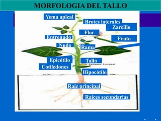 Yema apical
Tallo
Fruto
Flor
Zarcillo
Hipocótilo
Cotiledones
Raíz principal
Raíces secundarias
Rama
Entrenudo
Nudo
Brotes laterales
MORFOLOGIA DEL TALLO
Epicótilo
 