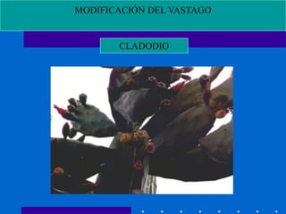 MODIFICACIÓN DEL VASTAGO
CLADODIO
 