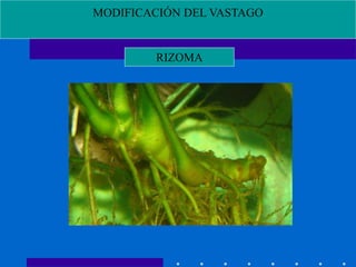MODIFICACIÓN DEL VASTAGO
RIZOMA
 