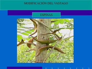 MODIFICACIÓN DEL VASTAGO
ESPINAS
 