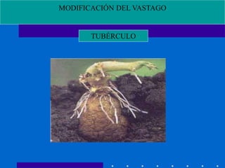 MODIFICACIÓN DEL VASTAGO
TUBÉRCULO
 