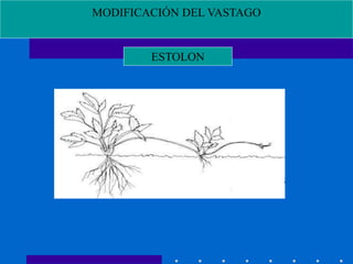 MODIFICACIÓN DEL VASTAGO
ESTOLON
 