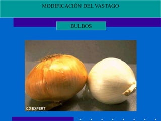 MODIFICACIÓN DEL VASTAGO
BULBOS
 