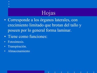 Hojas
• Corresponde a los órganos laterales, con
crecimiento limitado que brotan del tallo y
poseen por lo general forma laminar.
• Tiene como funciones:
• Fotosíntesis.
• Transpiración.
• Almacenamiento
 