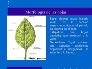 Morfología de las hojas
Base: algunas veces llamada
vaina, es la porción
ensanchada donde el pecíolo
se inserta en el tallo.
Estípulas: Son hojas
pequeñas que protegen a la
yema.
Nervaduras: Tejido vascular
que conduce sustancias
orgánicas e inorgánicas. Da
soporte a la lámina.
 