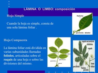 LÁMINA O LIMBO: composición
Hoja Simple
Cuando la hoja es simple, consta de
una sola lámina foliar .
Hoja Compuesta
La lámina foliar está dividida en
varias subunidades llamadas
folíolos, articuladas sobre el
raquis de una hoja o sobre las
divisiones del mismo.
 