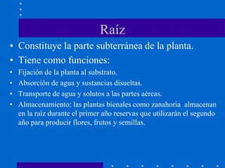 Raíz
• Constituye la parte subterránea de la planta.
• Tiene como funciones:
• Fijación de la planta al substrato.
• Absorción de agua y sustancias disueltas.
• Transporte de agua y solutos a las partes aéreas.
• Almacenamiento: las plantas bienales como zanahoria almacenan
en la raíz durante el primer año reservas que utilizarán el segundo
año para producir flores, frutos y semillas.
 