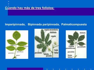 Cuando hay más de tres folíolos:
Imparipinnada, Bipinnada paripinnada, Palmaticompuesta
 