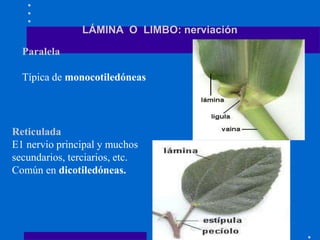 LÁMINA O LIMBO: nerviación
Paralela
Típica de monocotiledóneas
Reticulada
E1 nervio principal y muchos
secundarios, terciarios, etc.
Común en dicotiledóneas.
 