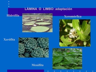 LÁMINA O LIMBO: adaptación
Hidrófila
Xerófita
Mesófita
Xeromórfica
 