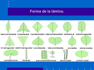 Forma de la lámina.
 