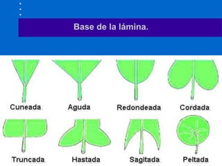 Base de la lámina.
 