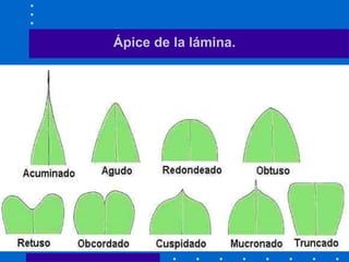 Ápice de la lámina.
 