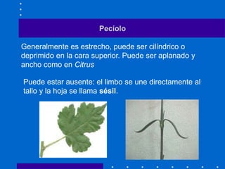 Pecíolo
Generalmente es estrecho, puede ser cilíndrico o
deprimido en la cara superior. Puede ser aplanado y
ancho como en Citrus
Puede estar ausente: el limbo se une directamente al
tallo y la hoja se llama sésil.
 