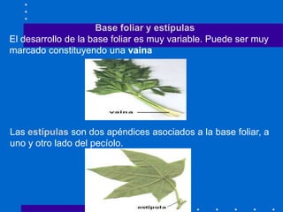 Base foliar y estípulas
El desarrollo de la base foliar es muy variable. Puede ser muy
marcado constituyendo una vaina
Las estípulas son dos apéndices asociados a la base foliar, a
uno y otro lado del pecíolo.
 