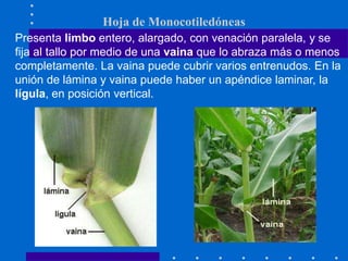 Presenta limbo entero, alargado, con venación paralela, y se
fija al tallo por medio de una vaina que lo abraza más o menos
completamente. La vaina puede cubrir varios entrenudos. En la
unión de lámina y vaina puede haber un apéndice laminar, la
lígula, en posición vertical.
Hoja de Monocotiledóneas
 