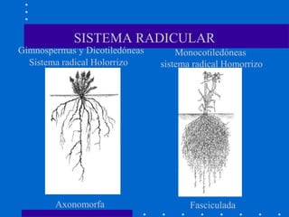 Axonomorfa Fasciculada
Gimnospermas y Dicotiledóneas
Sistema radical Holorrizo
Monocotiledóneas
sistema radical Homorrizo
SISTEMA RADICULAR
 