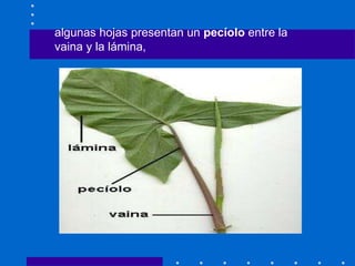 algunas hojas presentan un pecíolo entre la
vaina y la lámina,
 