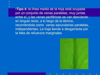 •Tipo 4: la línea media de la hoja está ocupada
por un conjunto de venas paralelas, muy juntas
entre sí, y las venas periféricas se van desviando
en ángulo recto, a lo largo de la lámina,
recorriéndola como venas secundarias paralelas,
independientes. La hoja tiende a desgarrarse por
la falta de refuerzos marginales
 