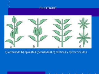 FILOTAXIS
a) alternada b) opuestas (decusadas) c) dísticas y d) verticilidas.
 