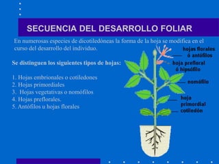En numerosas especies de dicotiledóneas la forma de la hoja se modifica en el
curso del desarrollo del individuo.
Se distinguen los siguientes tipos de hojas:
1. Hojas embrionales o cotiledones
2. Hojas primordiales
3. Hojas vegetativas o nomófilos
4. Hojas preflorales.
5. Antófilos u hojas florales
SECUENCIA DEL DESARROLLO FOLIAR
 