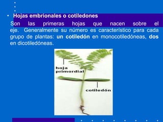 • Hojas embrionales o cotiledones
Son las primeras hojas que nacen sobre el
eje. Generalmente su número es característico para cada
grupo de plantas: un cotiledón en monocotiledóneas, dos
en dicotiledóneas.
 