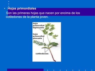 • Hojas primordiales
Son las primeras hojas que nacen por encima de los
cotiledones de la planta joven.
 