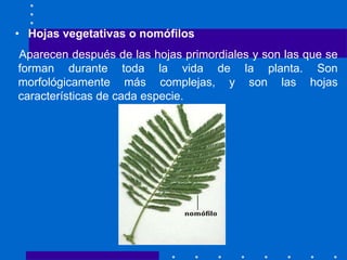 • Hojas vegetativas o nomófilos
Aparecen después de las hojas primordiales y son las que se
forman durante toda la vida de la planta. Son
morfológicamente más complejas, y son las hojas
características de cada especie.
 