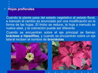 • Hojas preflorales
Cuando la planta pasa del estado vegetativo al estado floral,
a menudo el cambio es anunciado por una modificación en la
forma de las hojas. El limbo se reduce, la hoja a menudo se
vuelve sésil, y la coloración puede ser diferente
Cuando se encuentran sobre el eje principal se llaman
brácteas o hipsófilos, y cuando se encuentran sobre un eje
lateral reciben el nombre de bractéolas
 